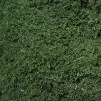 شوید خشک (بسته 100 گرمی)