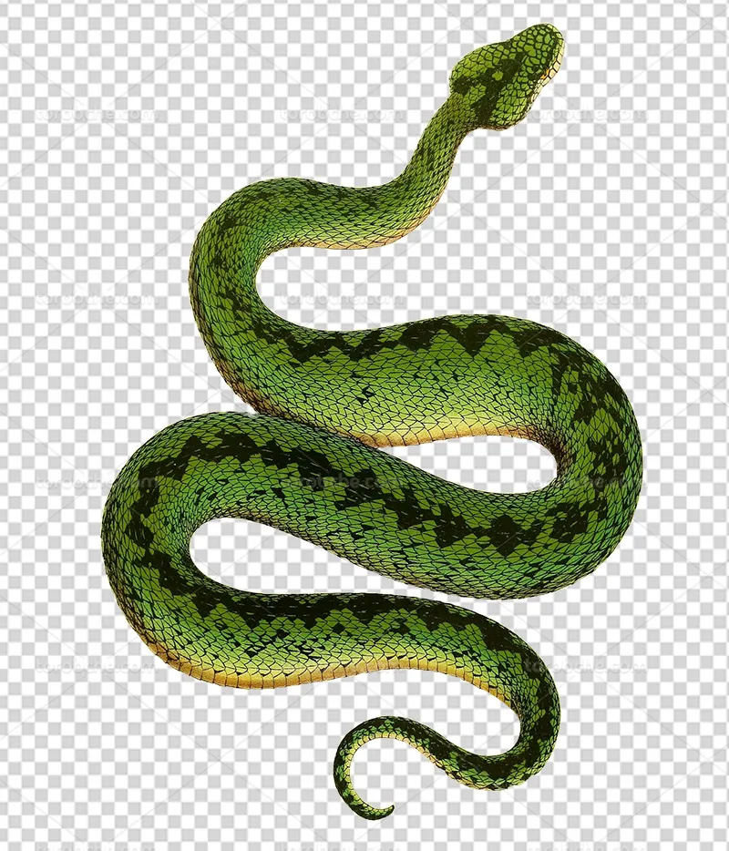 عکس PNG مار | گرافیک با طعم تربچه