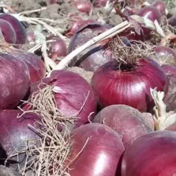 بذر پیاز قرمز با کیفیت عالی(100 گرم)