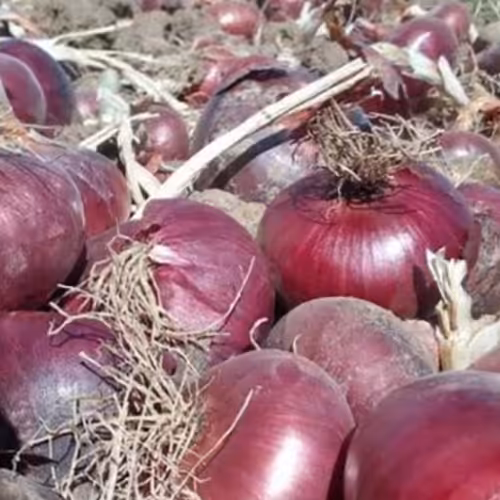 بذر پیاز قرمز با کیفیت عالی(100 گرم)