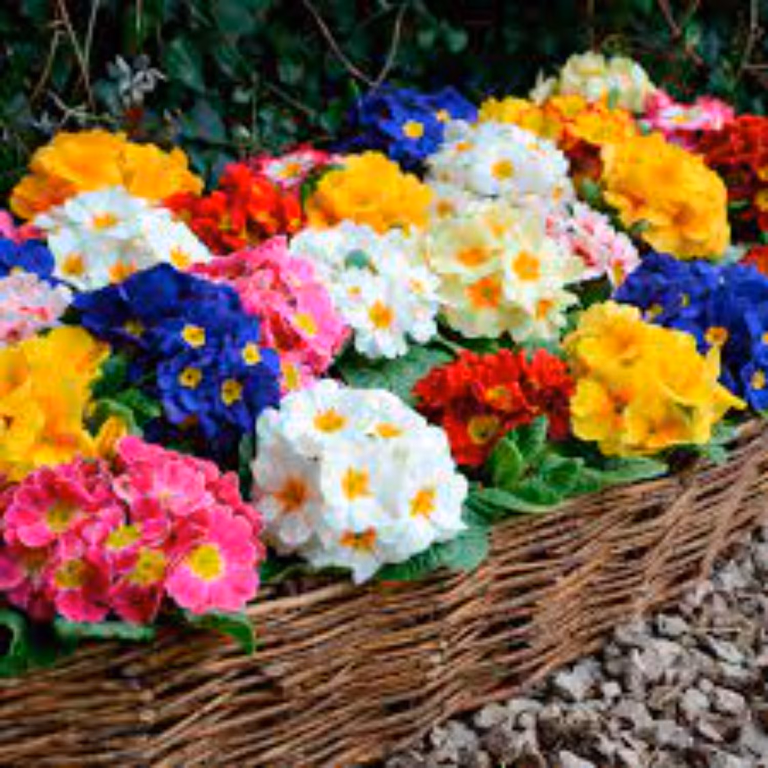 بذر گل پامچال میکس 20 عددی