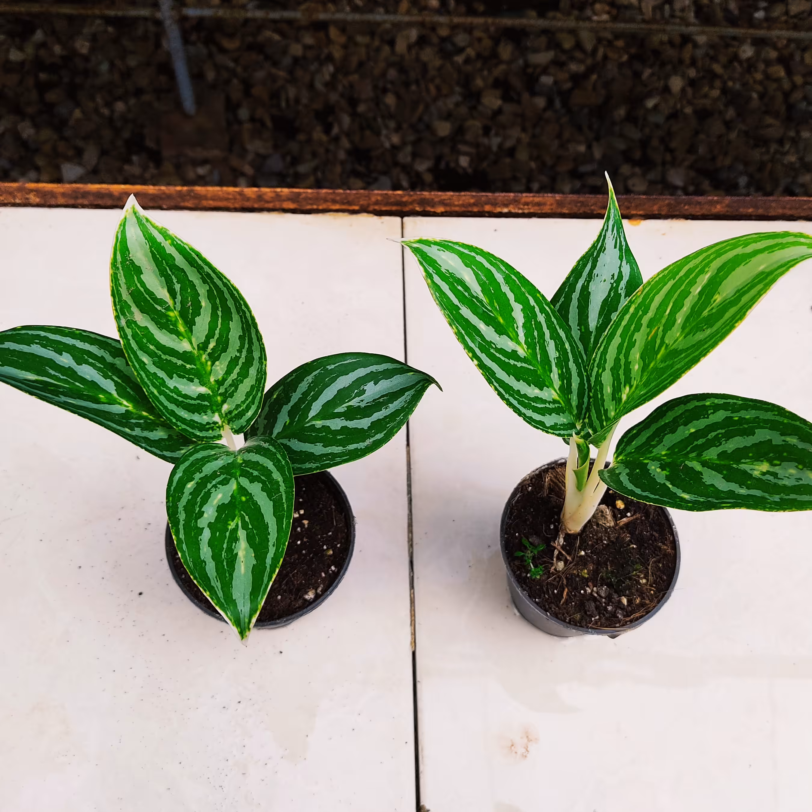 آگلونما گرین لایت گلدان 10 