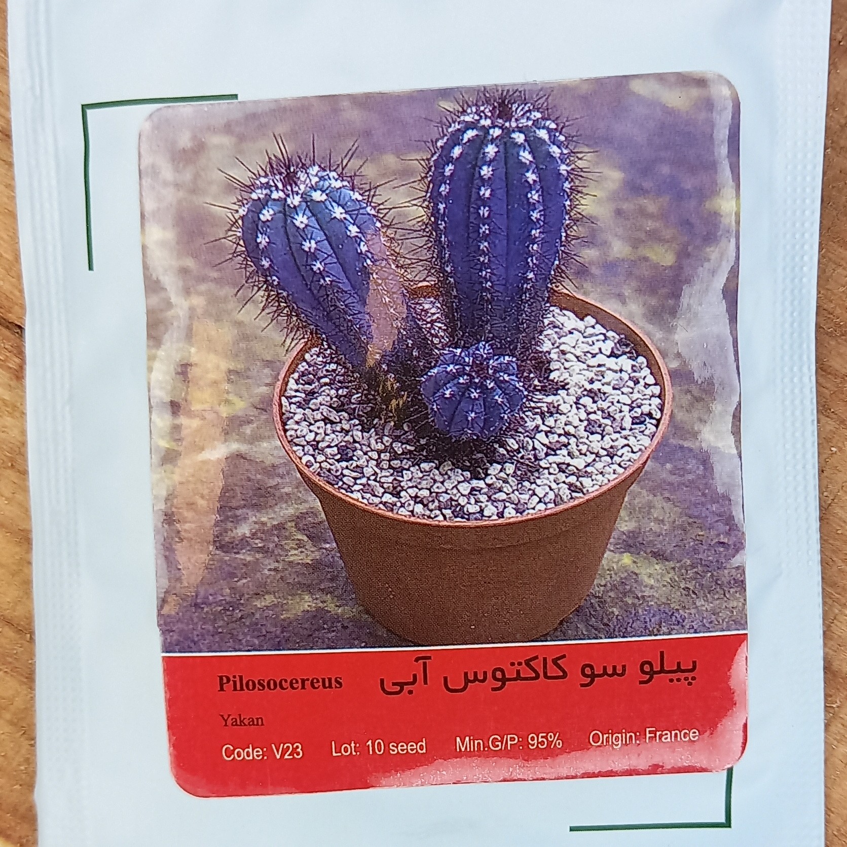 بذر کاکتوس پیلوسو آبی