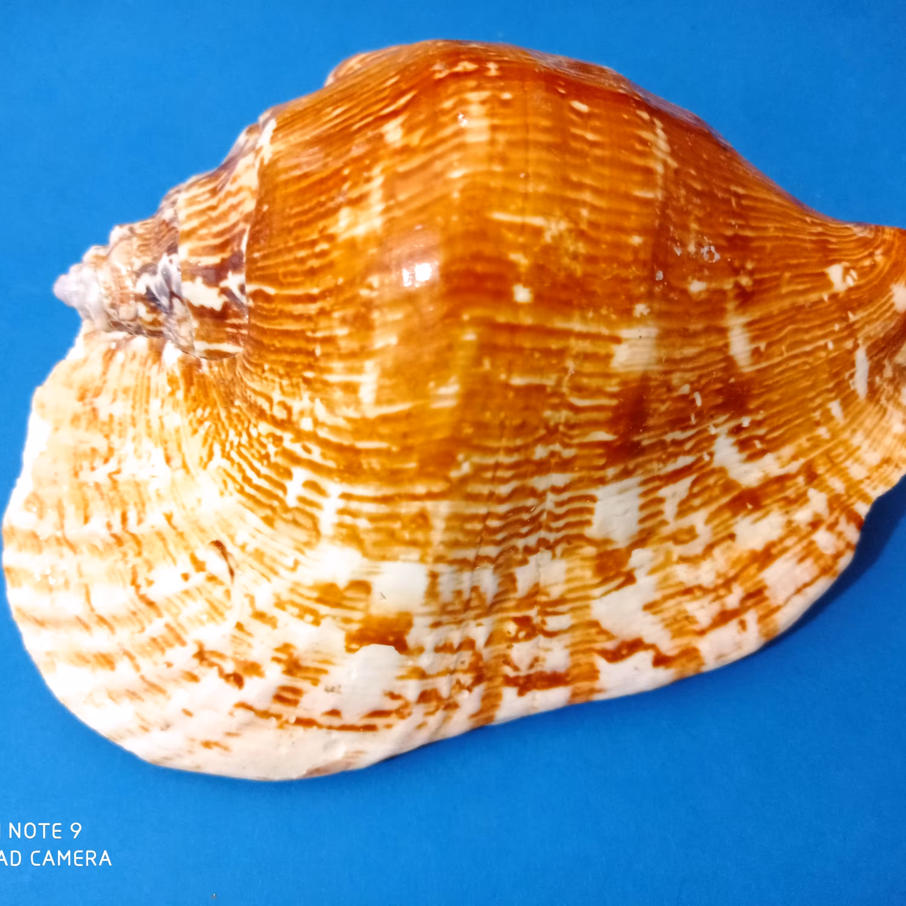 صدف کلکسیونی دریایی سایز بزرگ با رنگ طبیعی