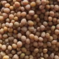 دانه خردل اعلا یک کیلو 