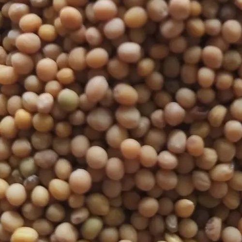 دانه خردل اعلا یک کیلو