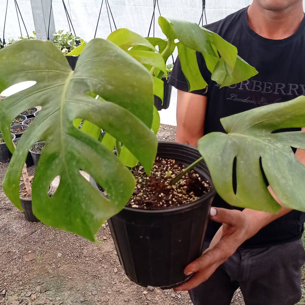 برگ انجیری