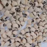 لوبیا چشم بلبلی محلی آستانه اشرفیه تازه و خشک شده 5کیلویی محصول 1403 