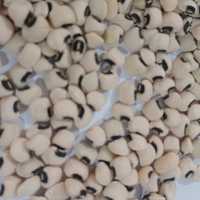 لوبیا چشم بلبلی محلی آستانه اشرفیه تازه و خشک شده 5کیلویی محصول 1403 