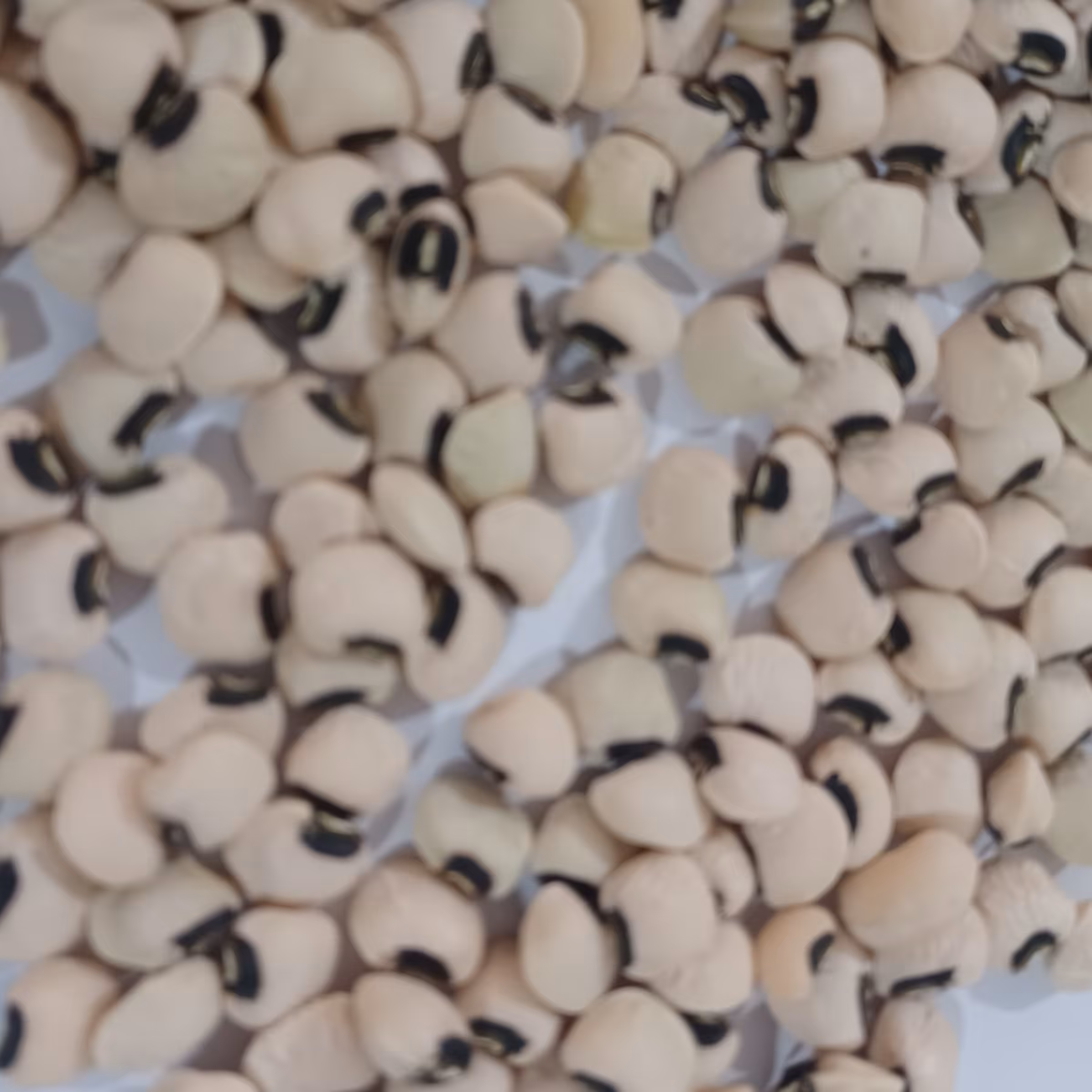 لوبیا چشم بلبلی محلی آستانه اشرفیه تازه و خشک شده 5کیلویی محصول 1403 