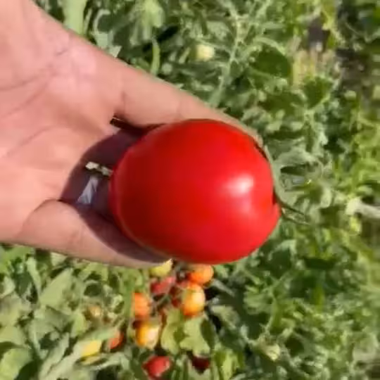 بذر گوجه فرنگی پربار