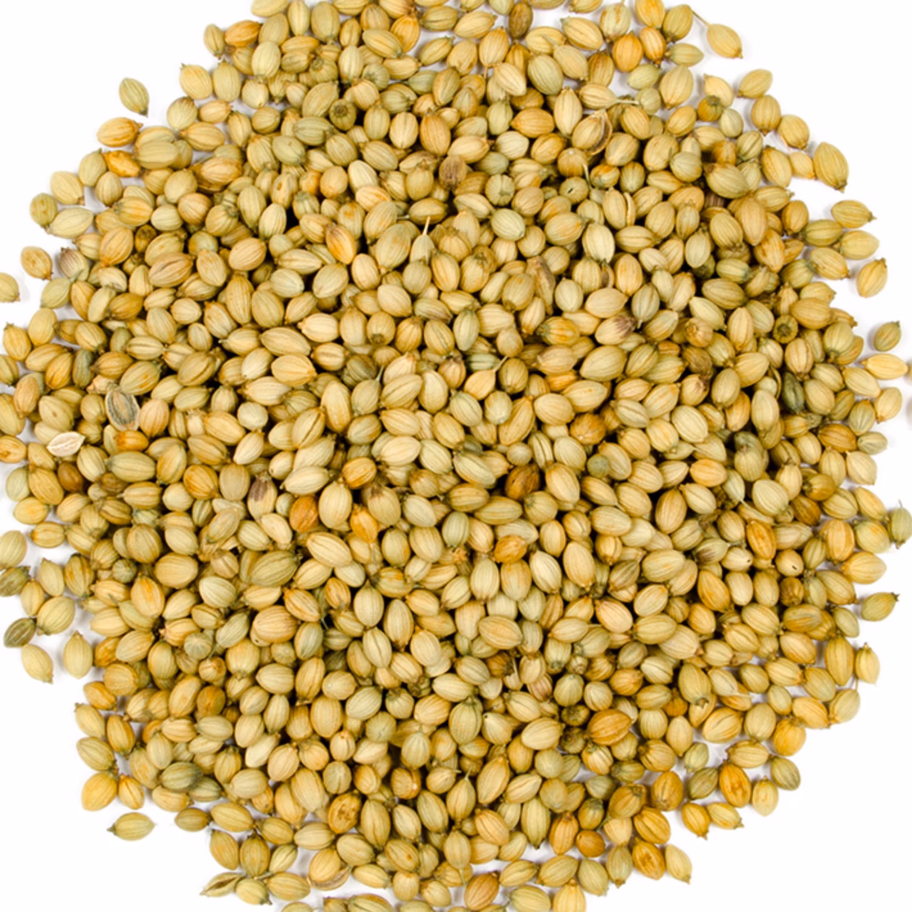 تخم گشنیز 60 گرمی (پلاستیک زیپ دار)