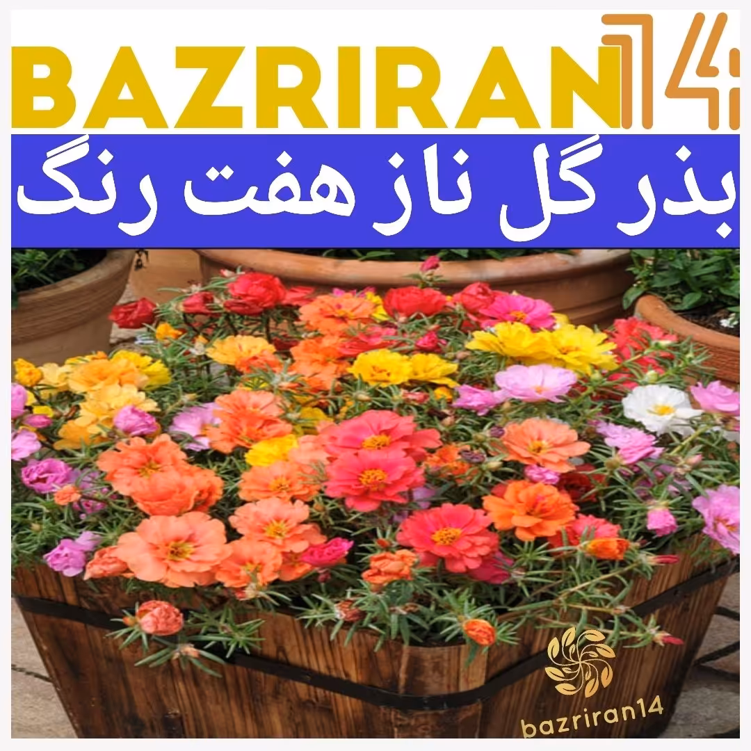 بذر گل ناز آفتابی