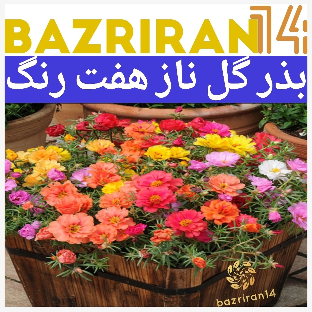 بذر گل ناز آفتابی
