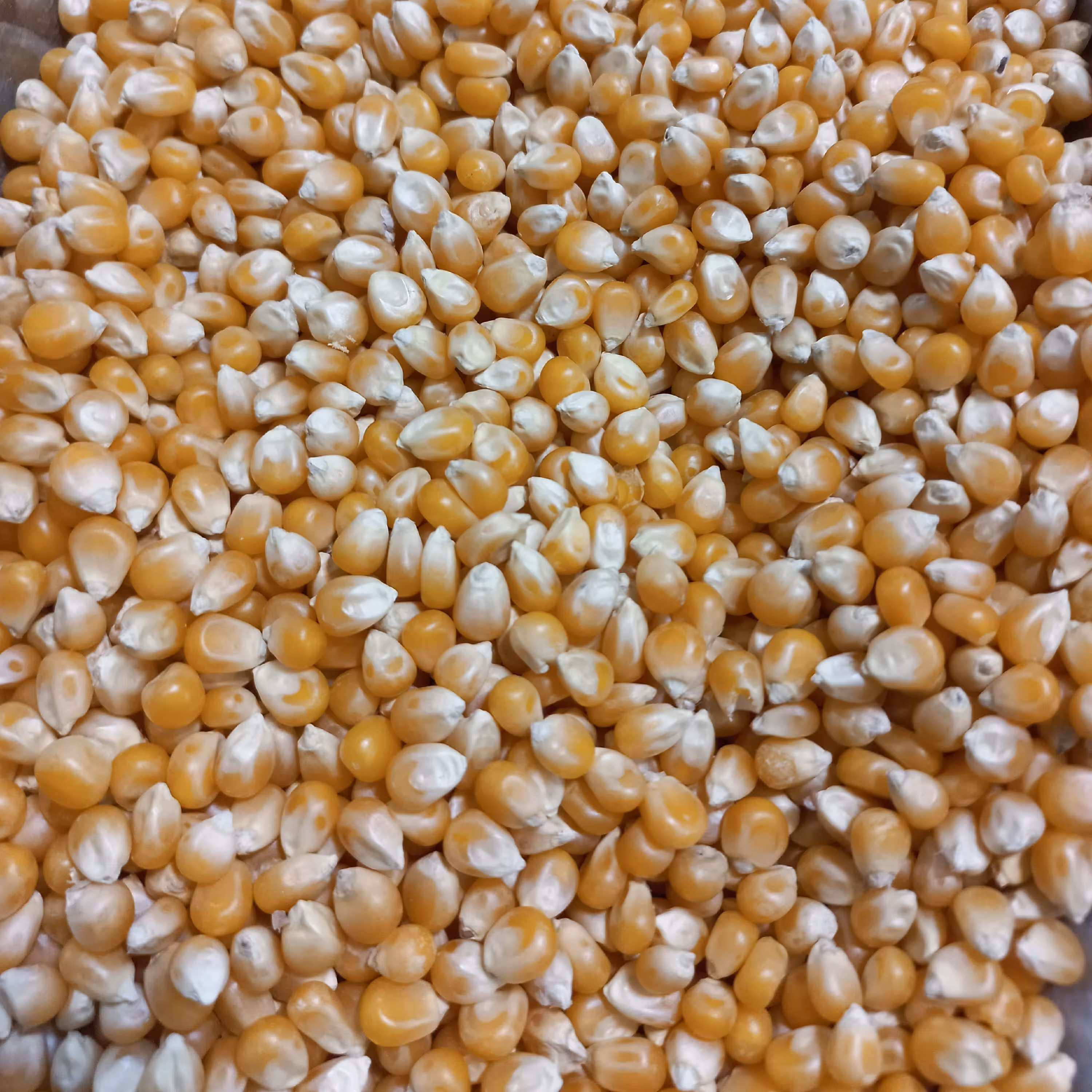 ذرت مخصوص پاپ کرن درجه یک(300گرمی)