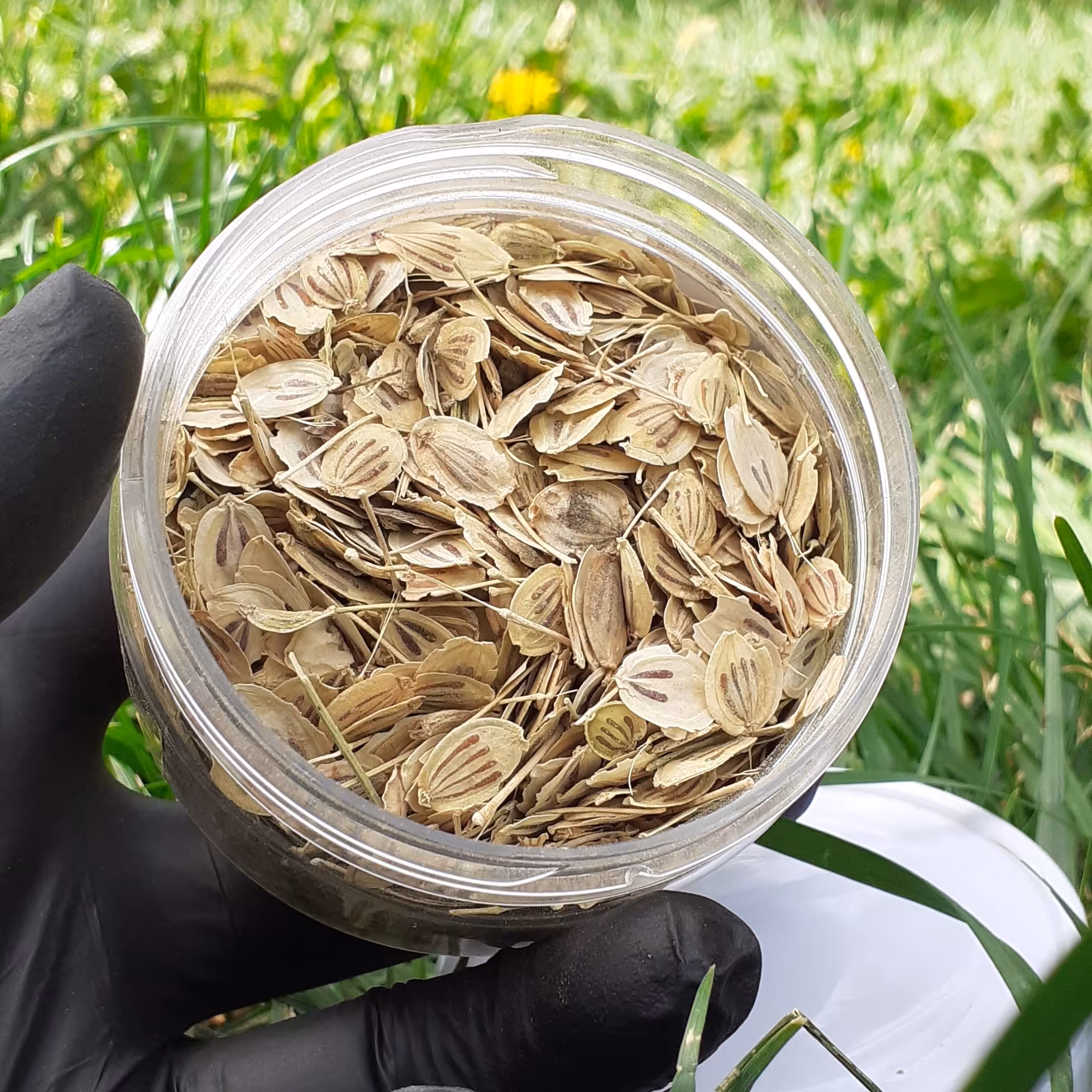 گلپر نسابیده 50 گرمی 