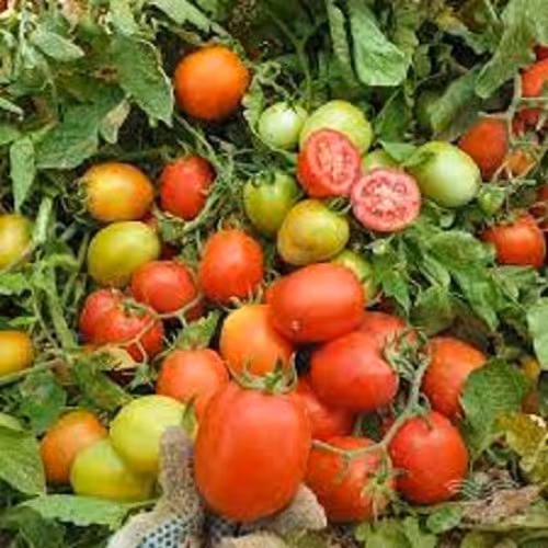 بذر گوجه 100 گرمی