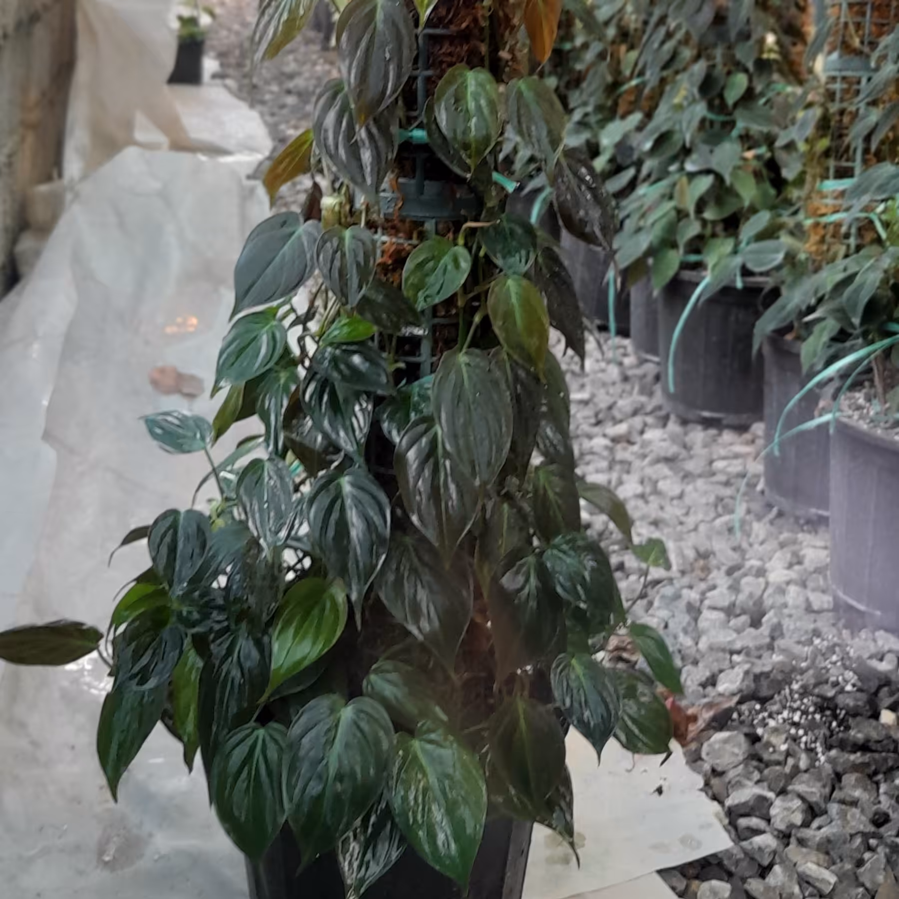 اسکاندیس میکانژ روی چوب خزه