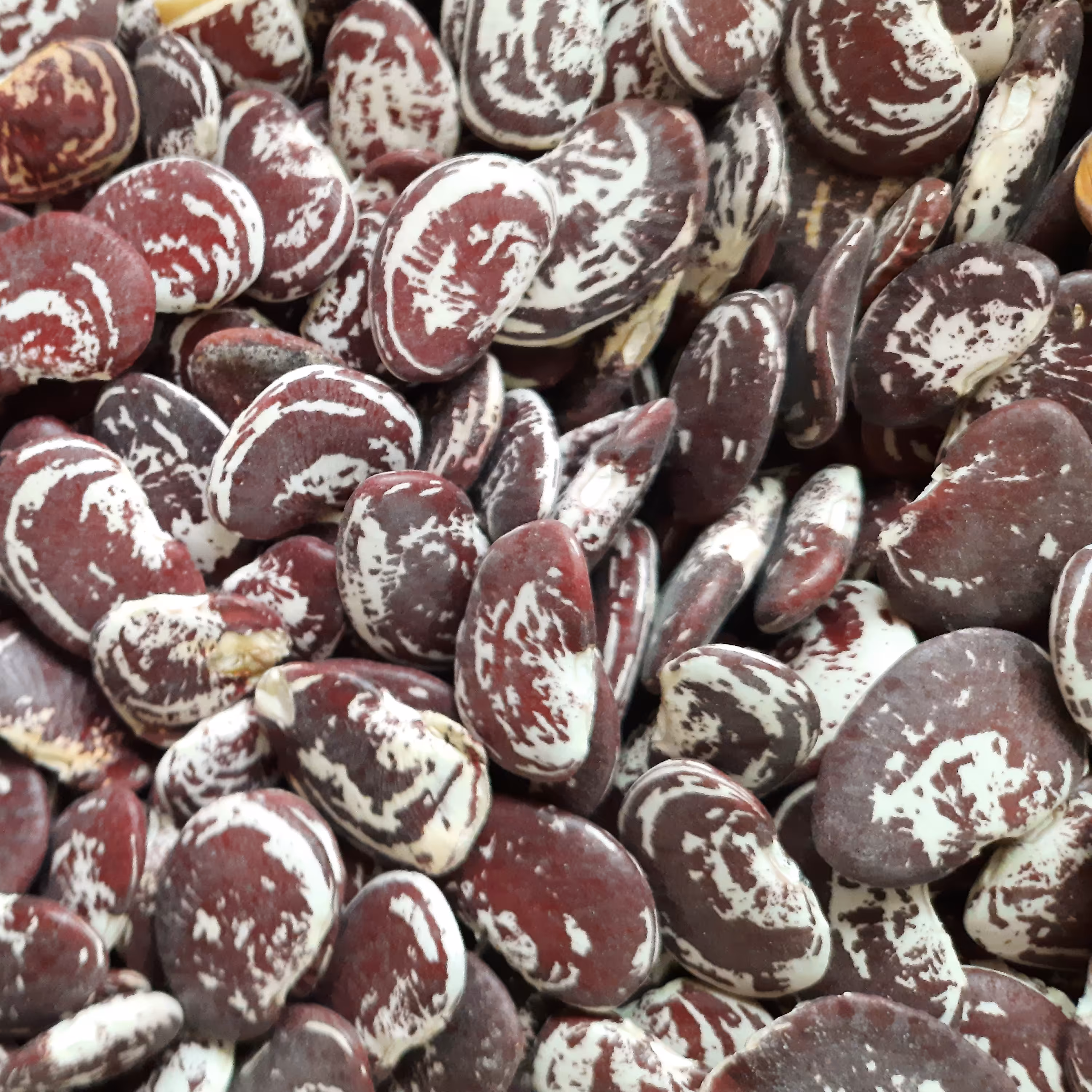 لوبیا عروس اعلا 900 گرمی