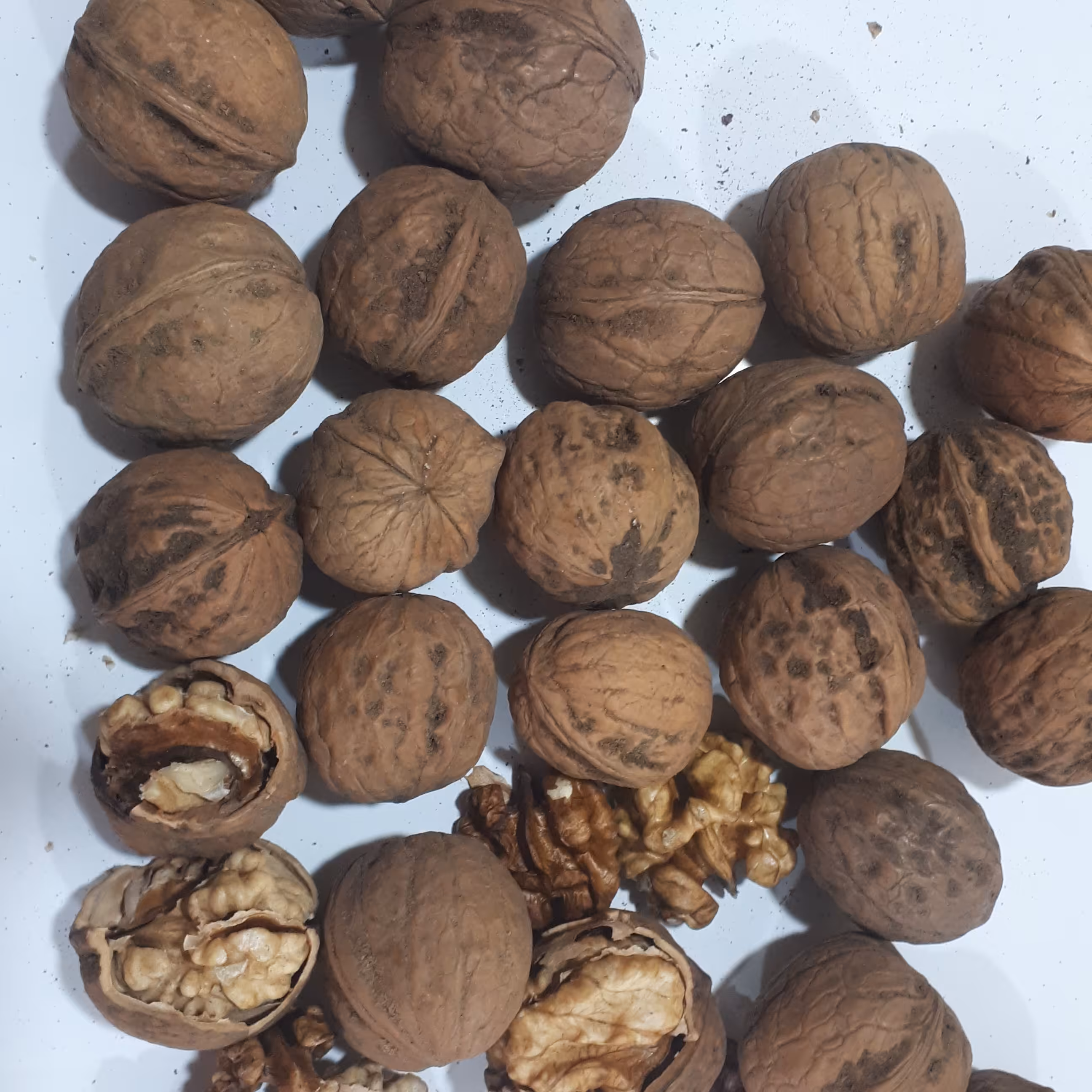 گردو امساله پوست نازک و خوشمزه  1000 گرمی