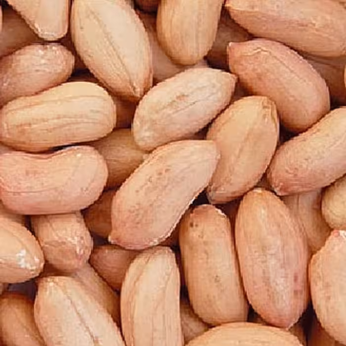 بادام زمینی. عرضه بادام خالص وباکیفیت ودرشت یکدست ازقطب بادام شمال کشوراستانه اشرفیه