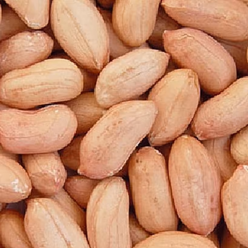 بادام زمینی. عرضه بادام خالص وباکیفیت ودرشت یکدست ازقطب بادام شمال کشوراستانه اشرفیه