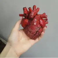 ماکت قلب آناتومیک