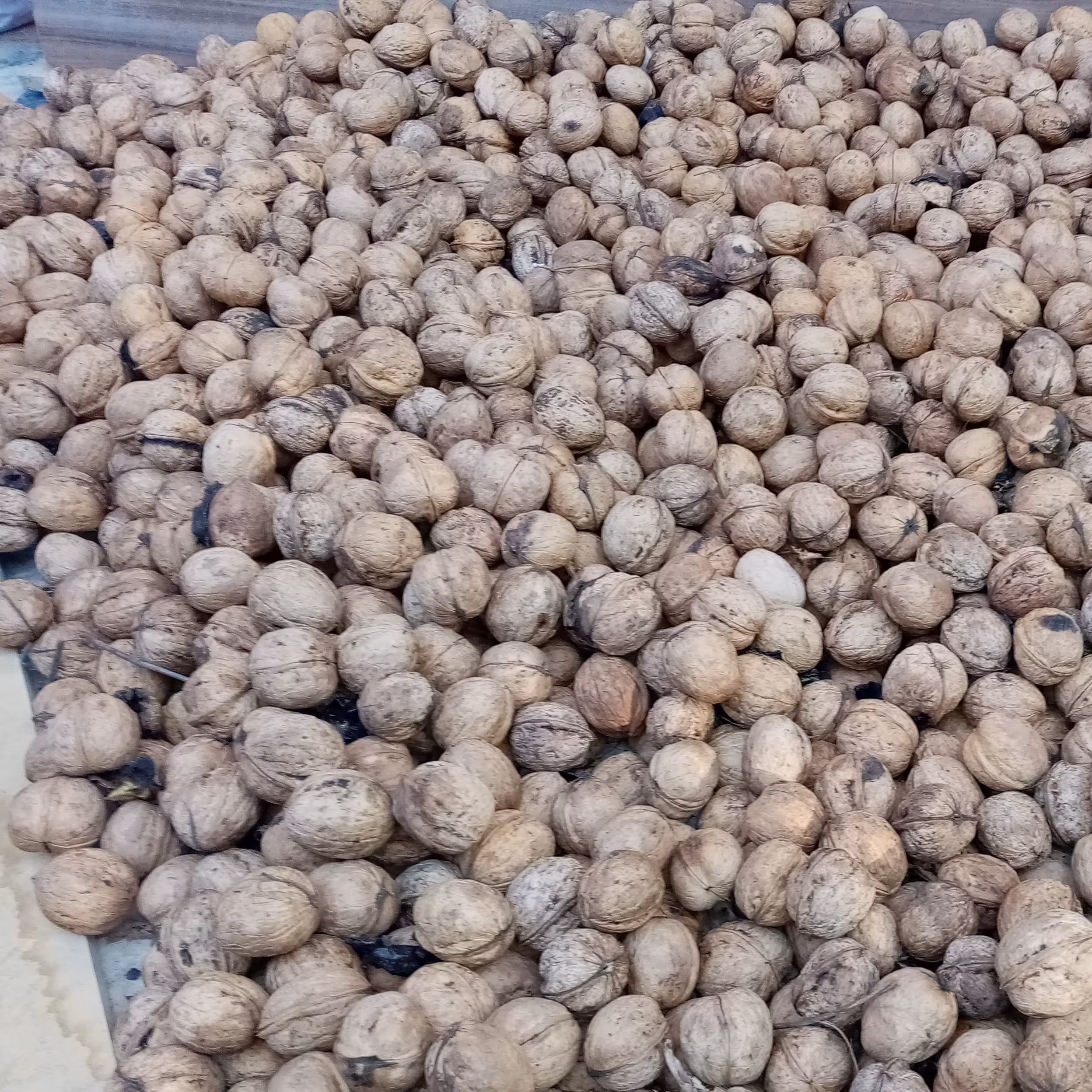 گردو محلی کاغذی امسالی محصول 1401