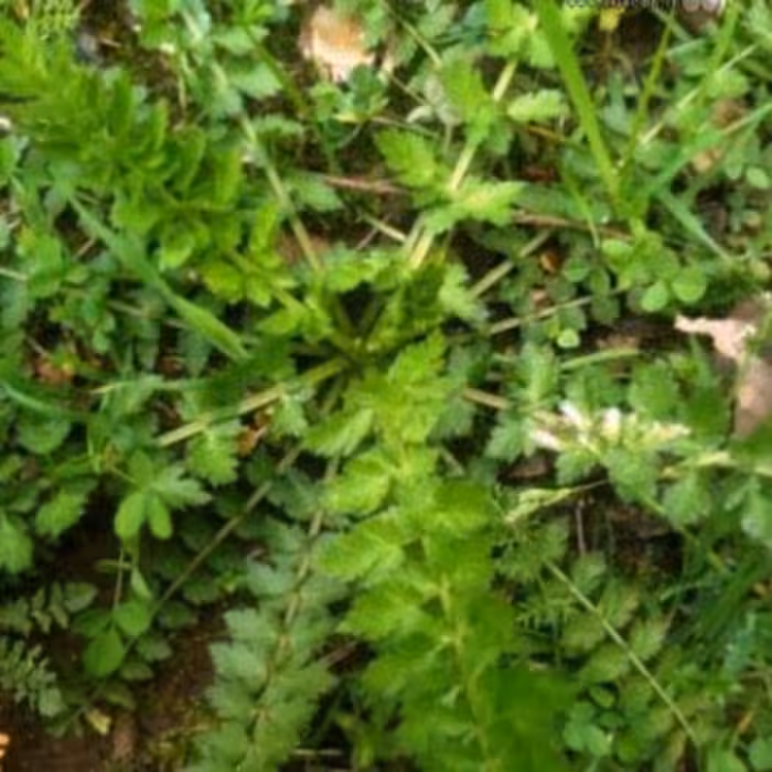 سبزی اناریجه خرد شده (5000گرمی)