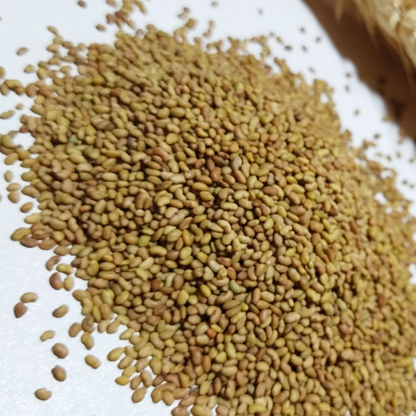 بذر یونجه همدانی پایه بلند 