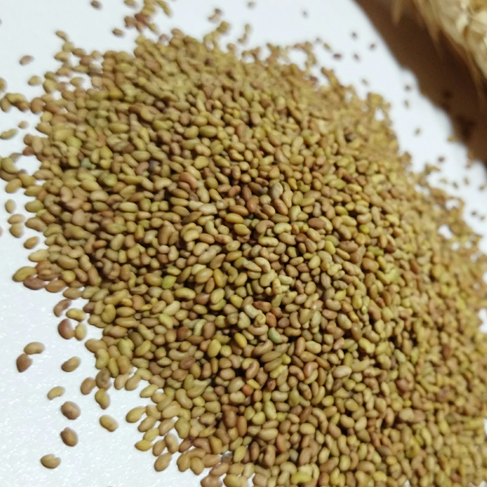 بذر یونجه همدانی پایه بلند