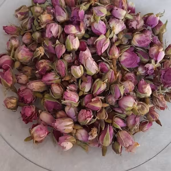 غنچه گل محمدی