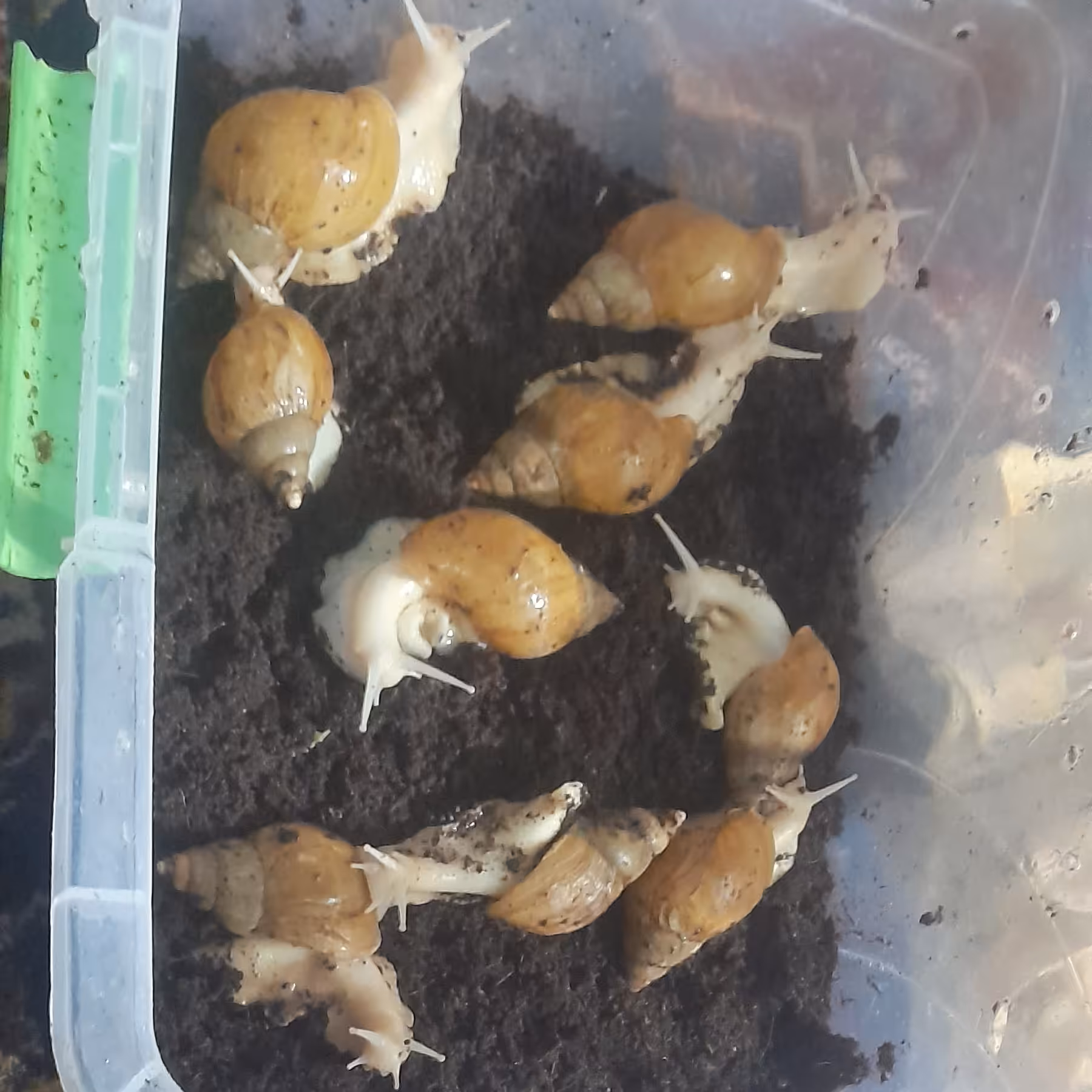 حلزون ازخانواده خزندگان و صدفی شکل