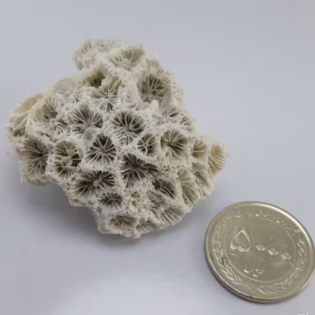 مرجان دریایی خاص 