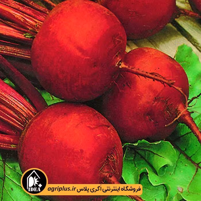 بذر چغندر لبویی خامنه