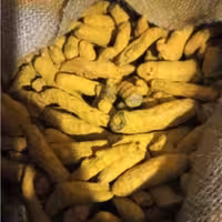 زردچوبه نسابیده یا قلم زردچوبه یا زردچوبه قلم نیم کیلویی عطاری دستانی 