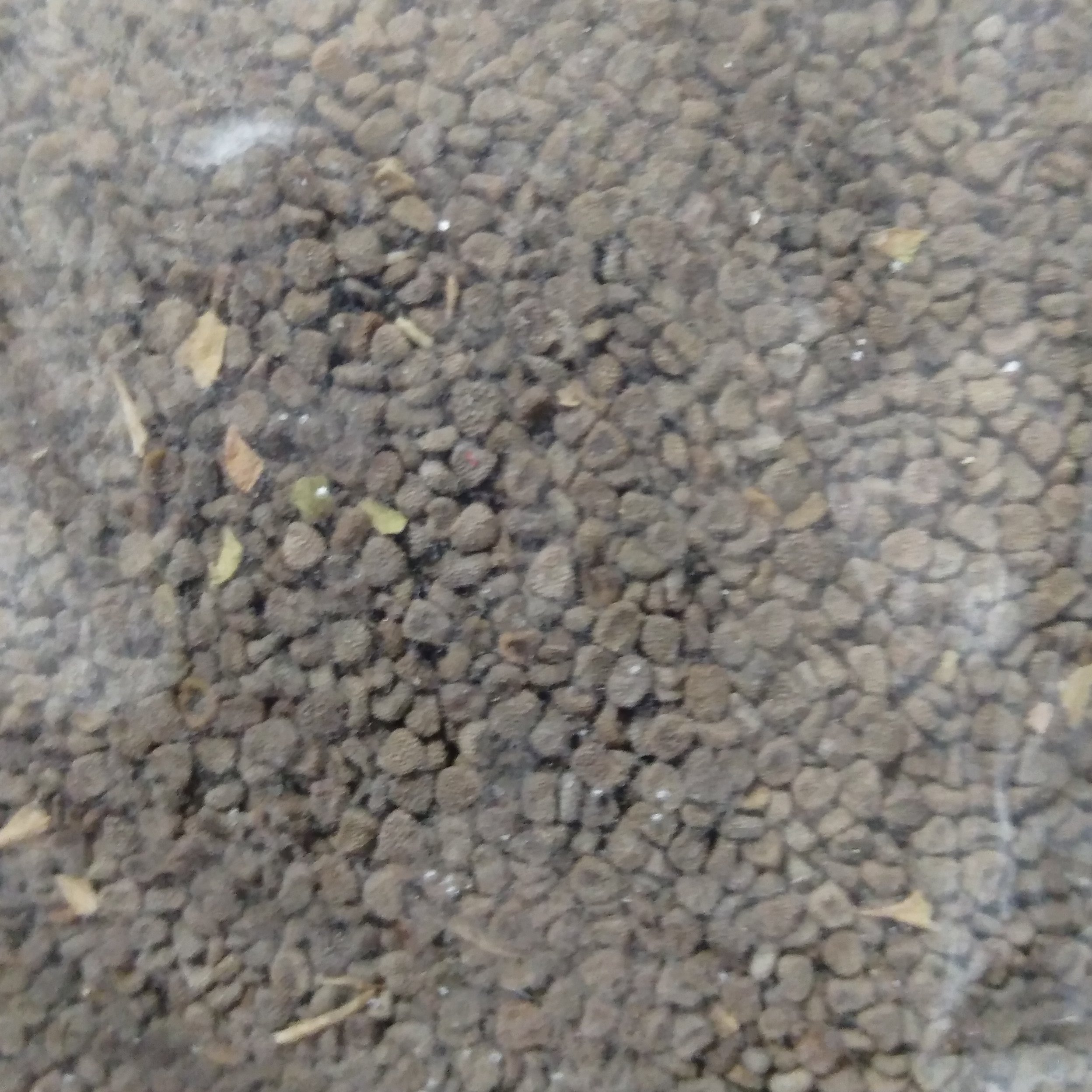 بذر البنج 75 گرمی