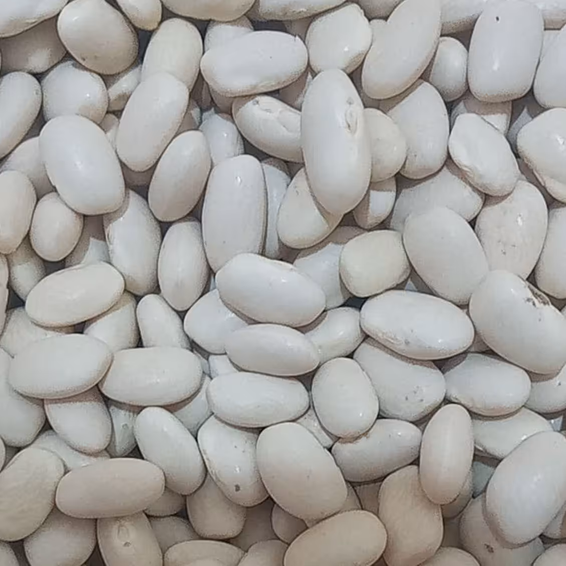 لوبیا سفید محلی لرستان زود پز درجه یک 