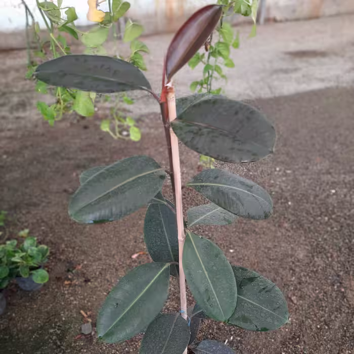 گل فیکوس بلک بسیار زیبا 