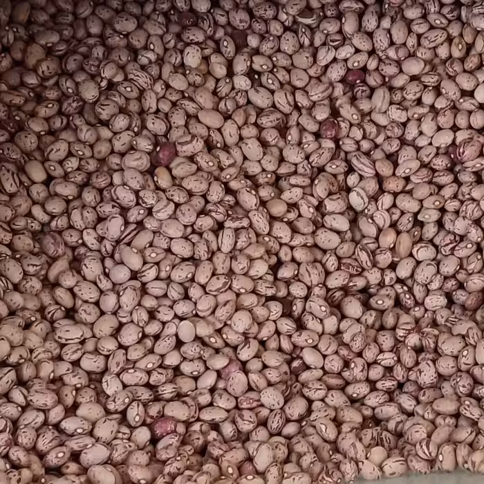 لوبیا چیتی درشت  سایز 8 (نیم گرم)