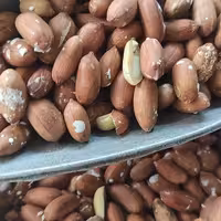 بادام زمینی آستانه اشرفیه (پس کرایه) 