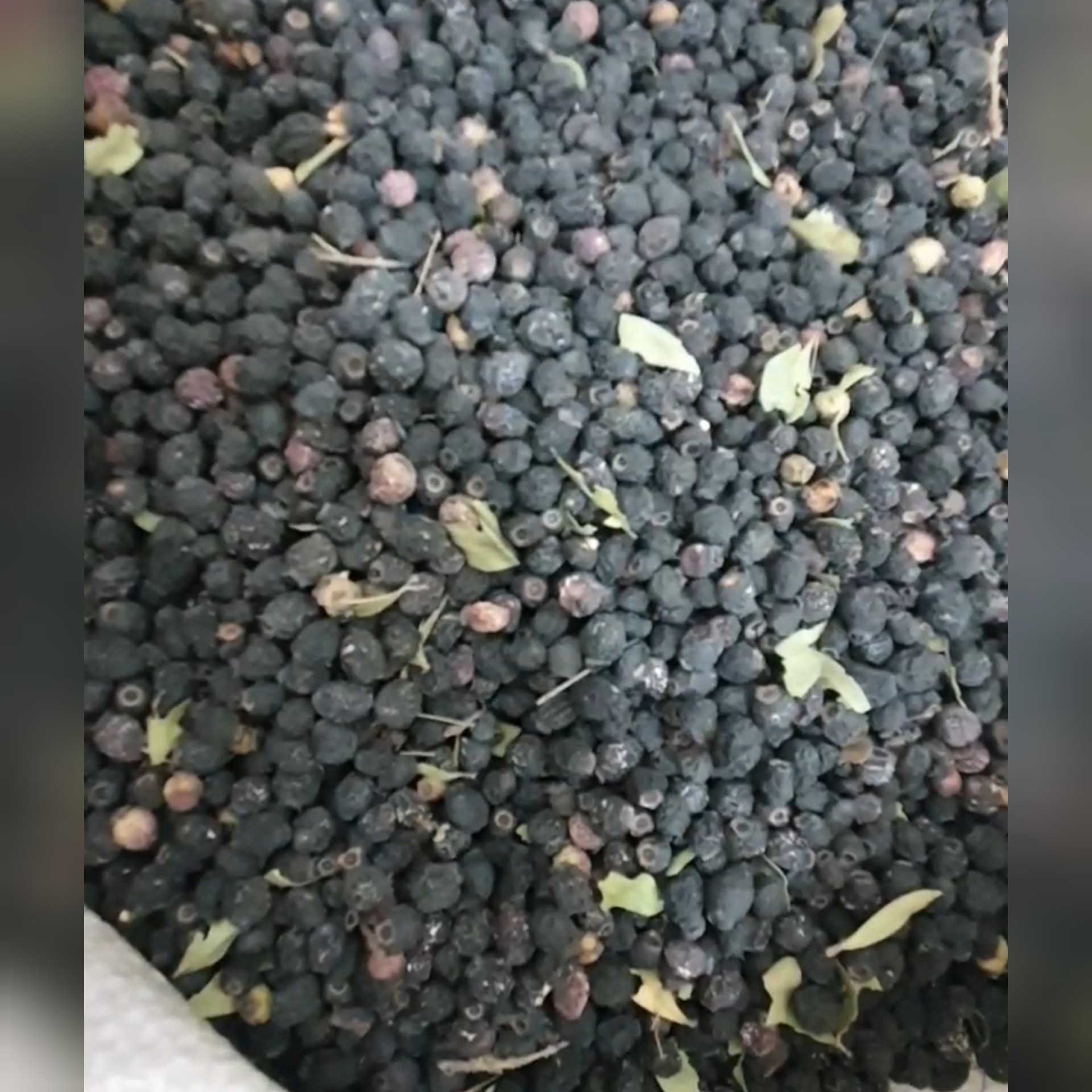 سیاه توسه (سیاه اربه) 200 گرم 