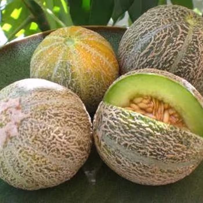بذر طالبی راک فورد سبز 10عددی