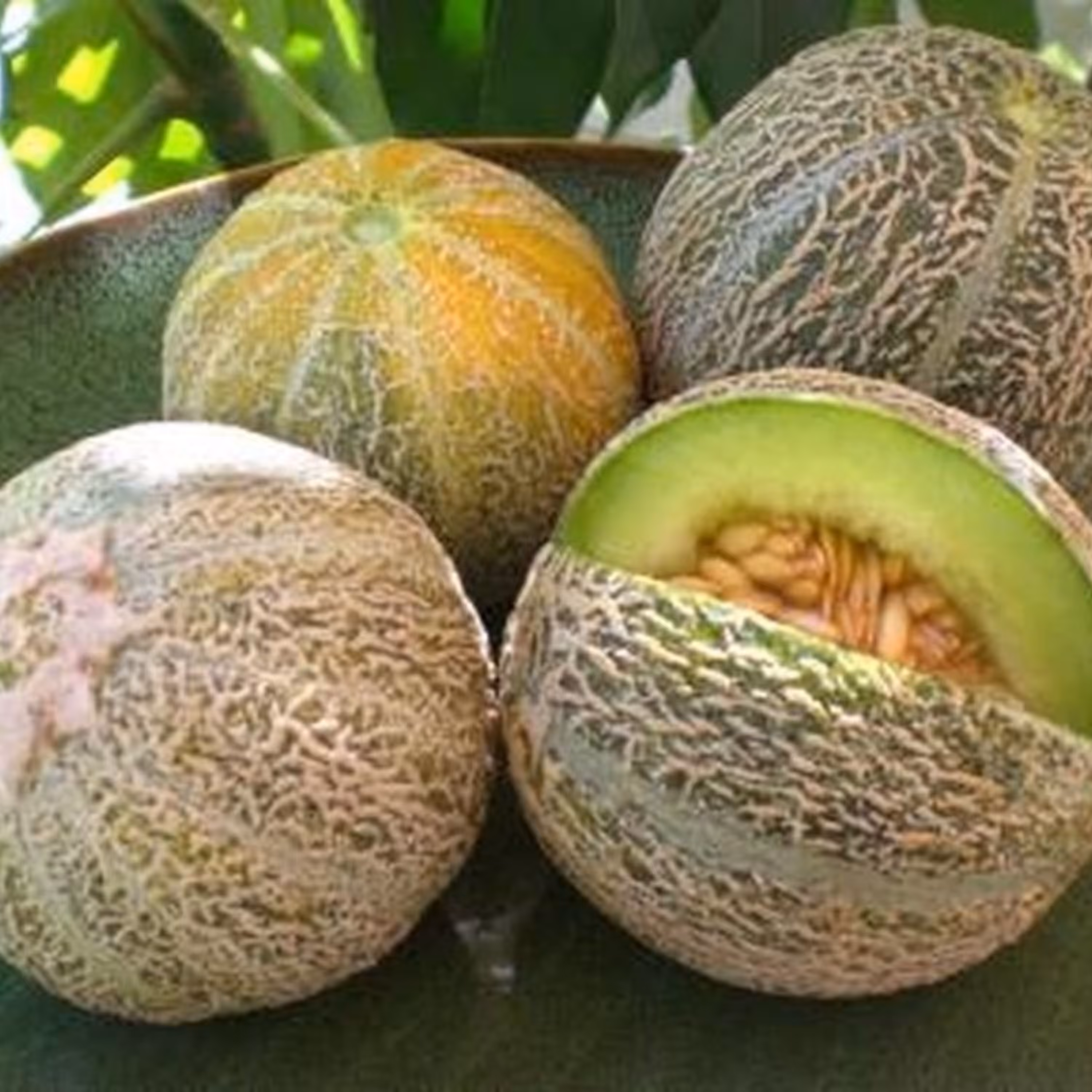 بذر طالبی راک فورد سبز 10عددی