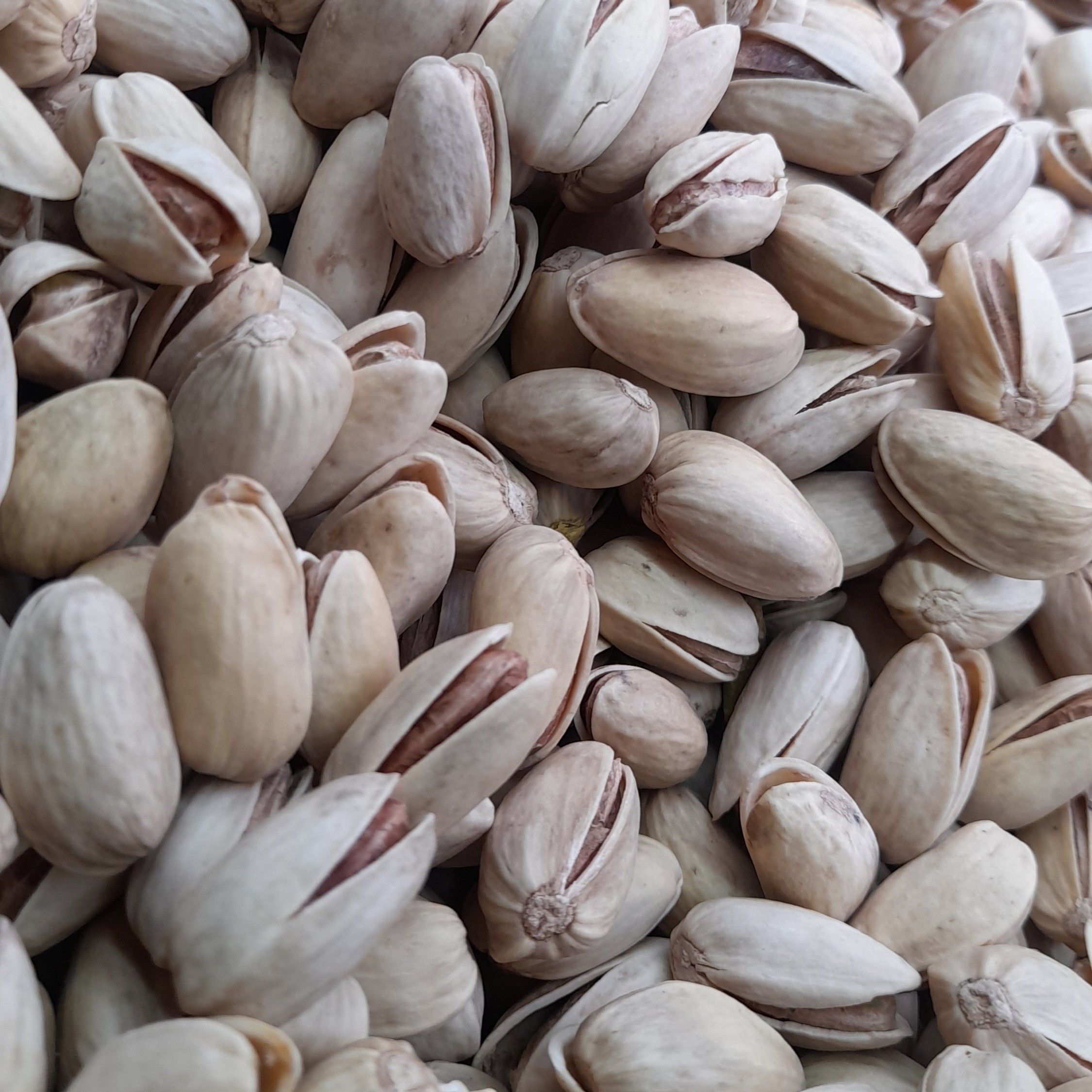 پسته اکبری نیم کیلویی