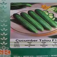 بذر خیار طلوع