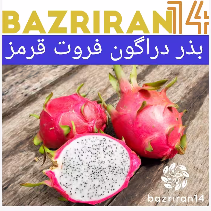 بذر داگون فروت قرمز