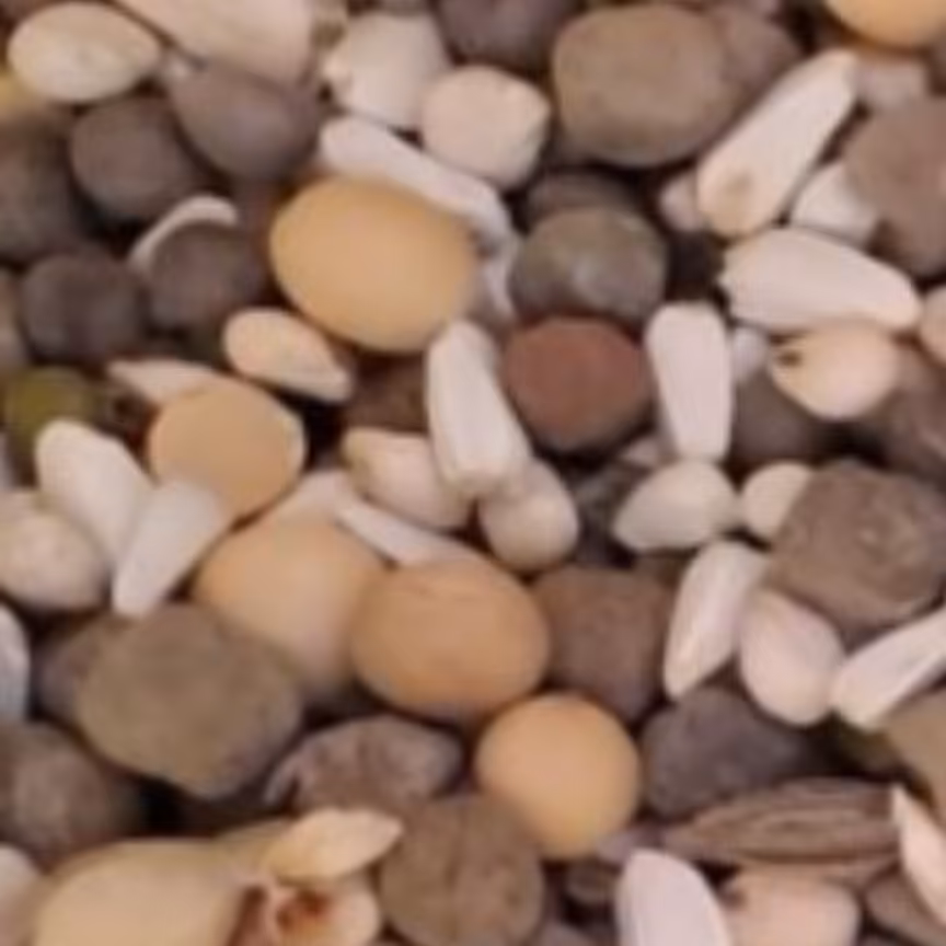 اجیل کبوتری مخصوص بدون گندم وذرت 