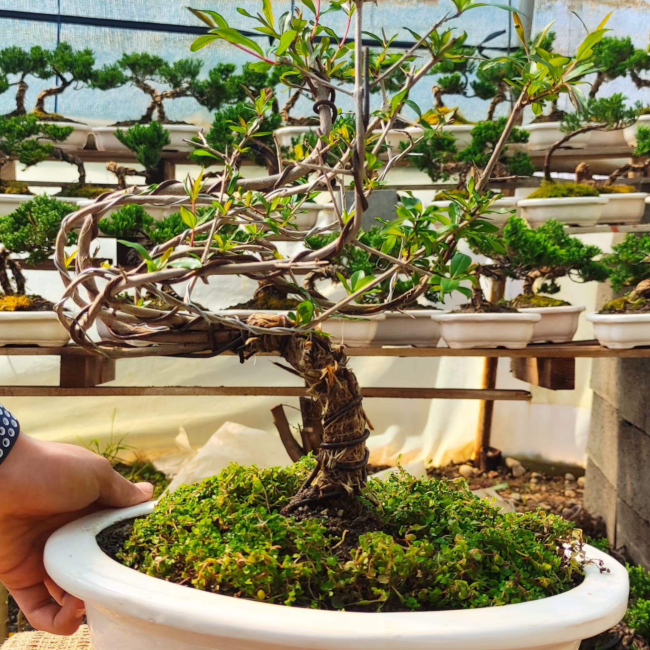 بنسای انار زینتی 