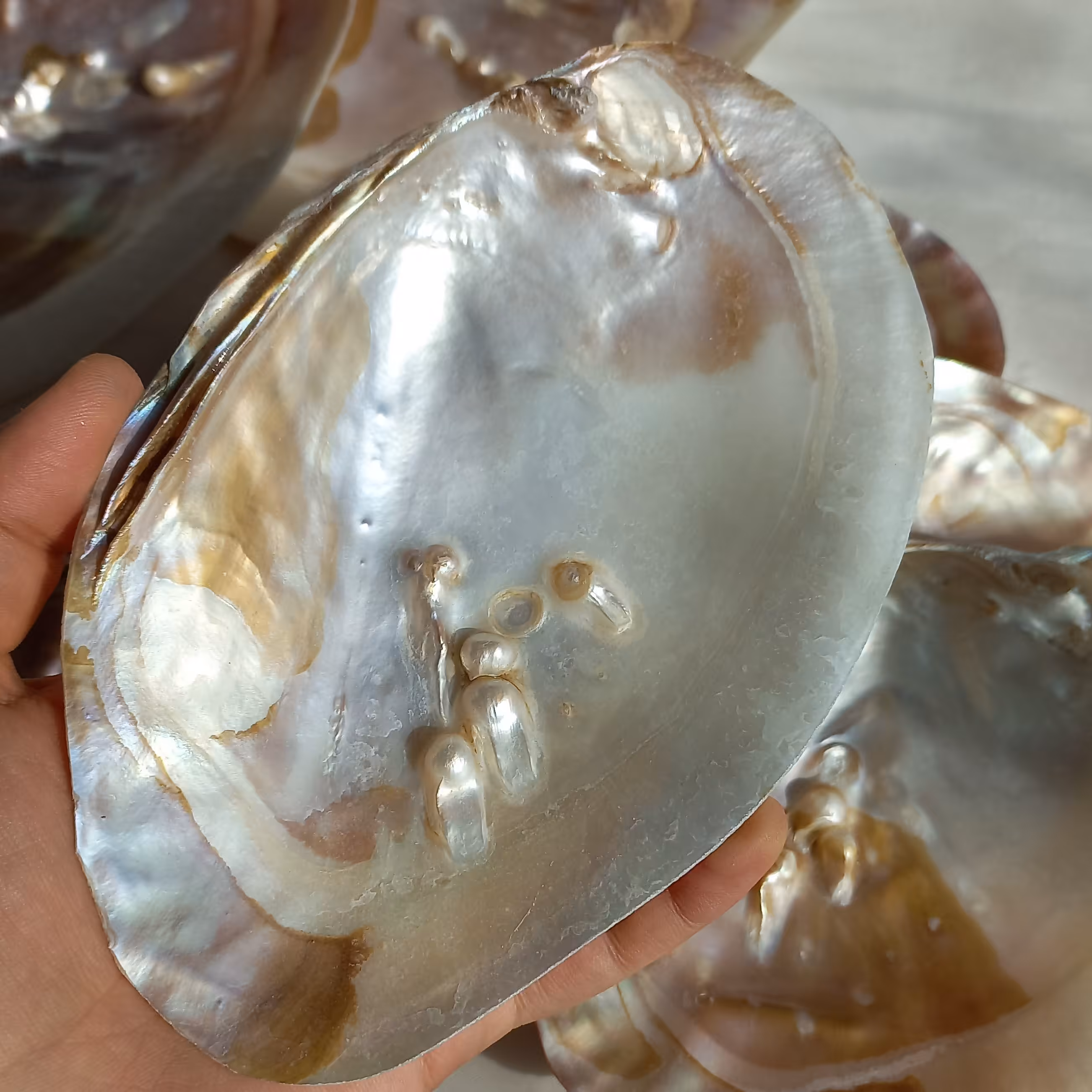 صدف مادر  (صدفی که مروارید درآن شکل گرفته)